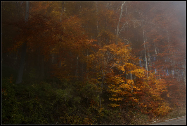 Der Wienerwald im Herbst