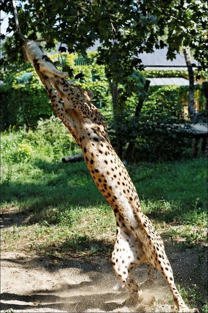 Gepardenfütterung Tiergarten Schönbrunn