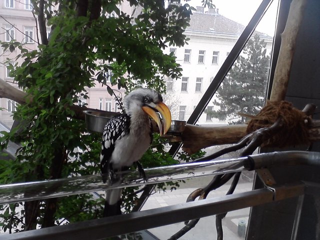 Dschungel mitten in Wien...im Haus des Meeres