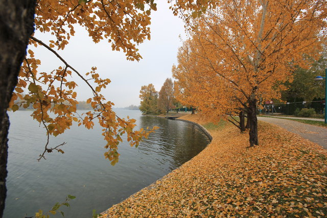 Herbstimpression "Alte Donau"