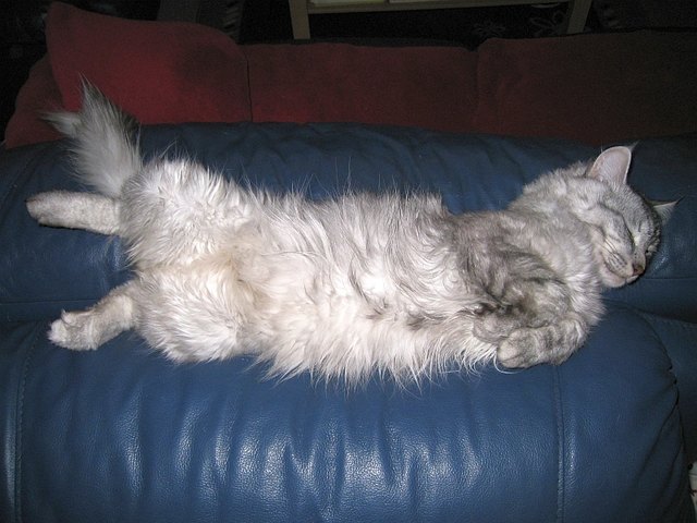 Einfach Cid :) | Foto: cid.sibiland.at