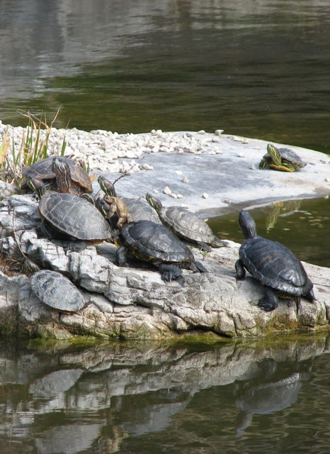 2 etwas unterschiedliche "Kröten" haben sich im Setagaya-Park sehr liebe ;-)
