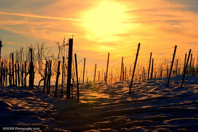 Wintersonne am Wilhelminenberg In Ottakring