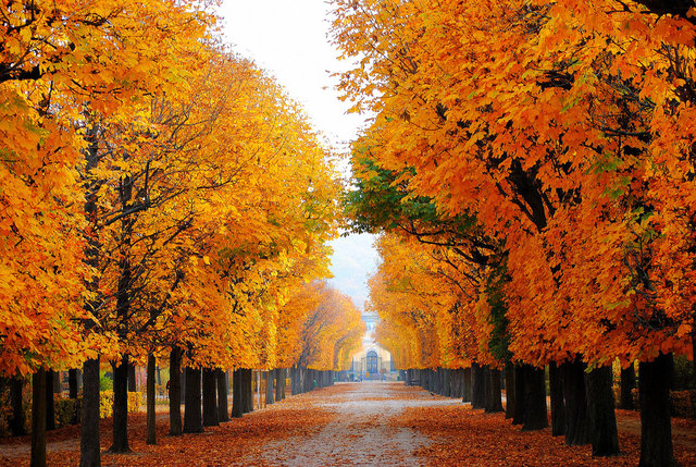 Herbst in Schönbrunn