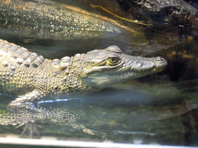 Krokodilbaby in Schönbrunn