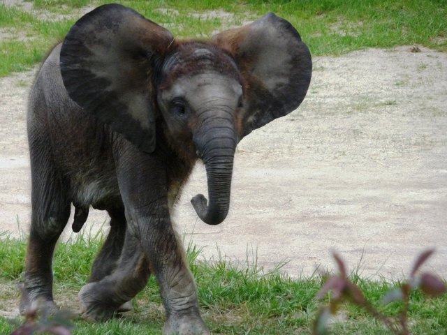 Elefantenbaby Schönbrunn