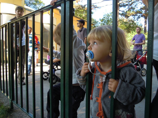 Giraffenbabyschaun in Schönbrunn