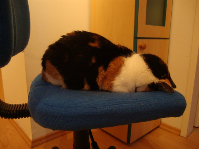 Sogar meine Katze kann beten