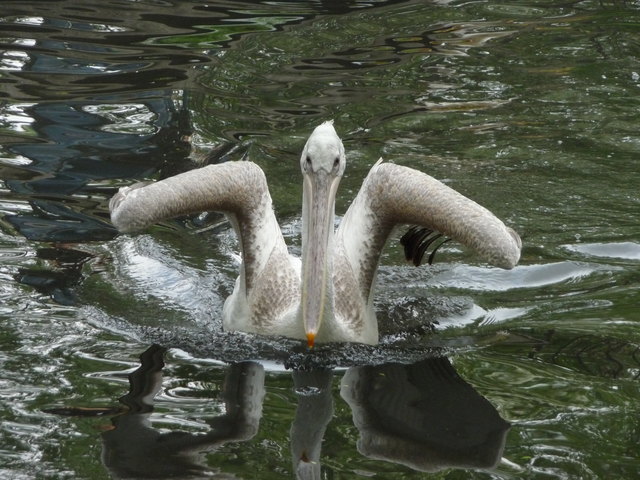 Tiergarten Schönnbrunn
