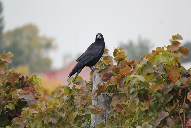 Herbstzeit in den Stammersdorfer Weingärten