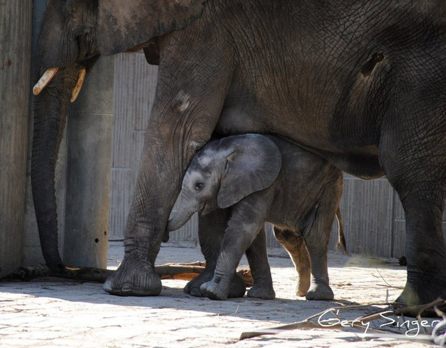 Nachwuchs im Tiergarten Schönbrunn