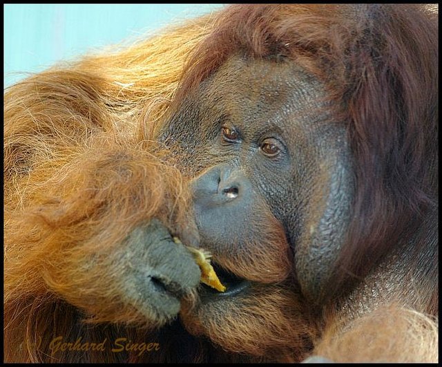 Nonja ( Tiergarten Schönbrunn )
