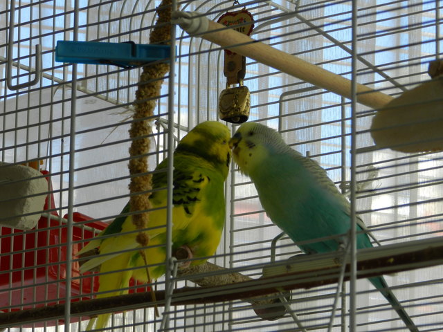 meine zwei lieblinge