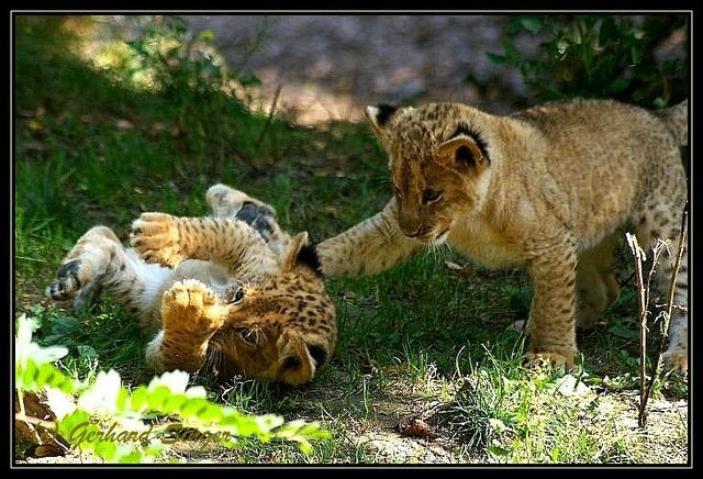 Spielereien im Tiergarten Schönbrunn