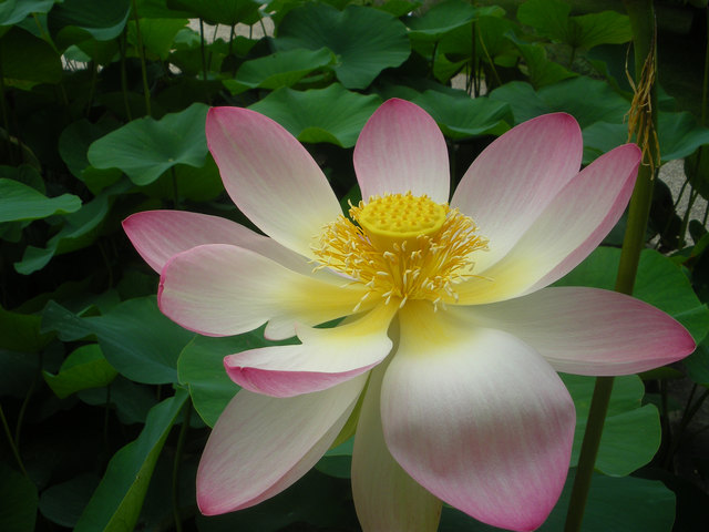 blühende Lotosblume im Botanischen Garten, 1030 Wien
