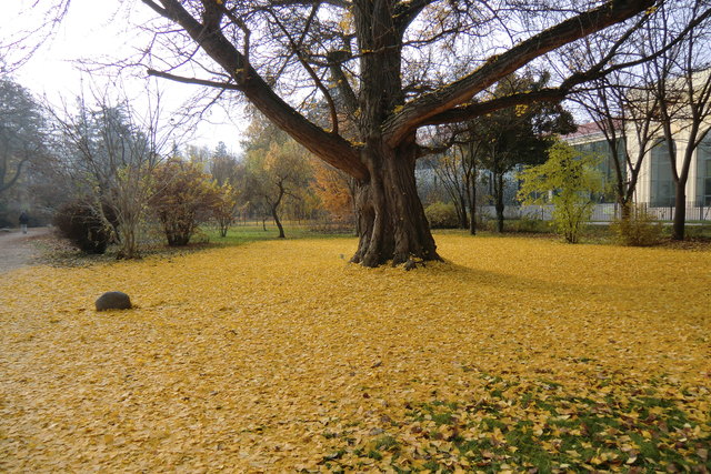 gingkoblätterteppich in schönbrunn