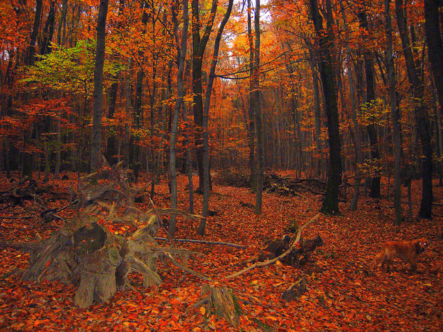 Herbstzauber im Wienerwald
