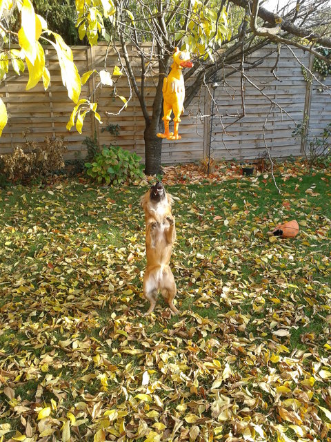 Sheltie Hündin Shanny möchte unbedingt dieses Huhn!!!!
