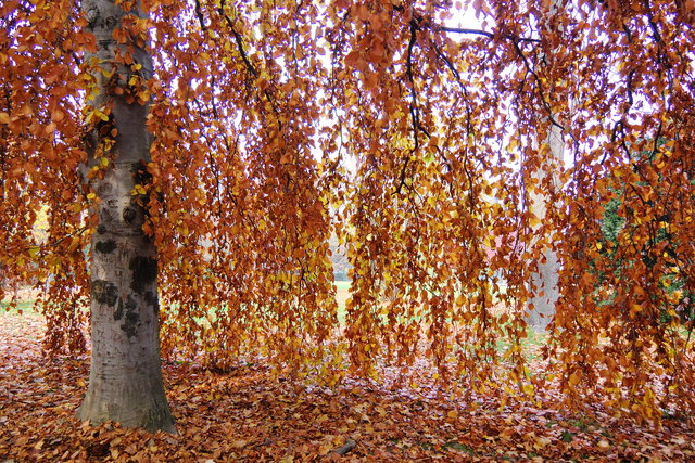 gingkobaum in schönbrunn