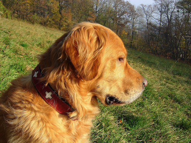 Leopold vom Wilhelminenberg