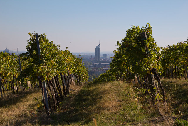 Weinwanderweg 5