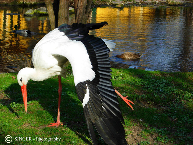 Stretching im Tiergarten Schönbrunn