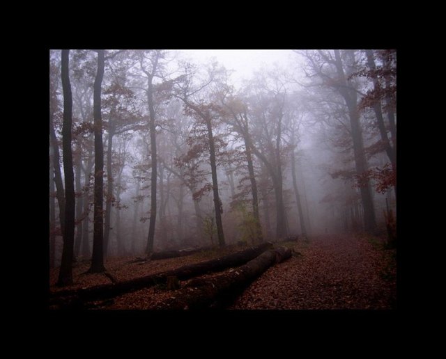 Herbst im Wienerwald
