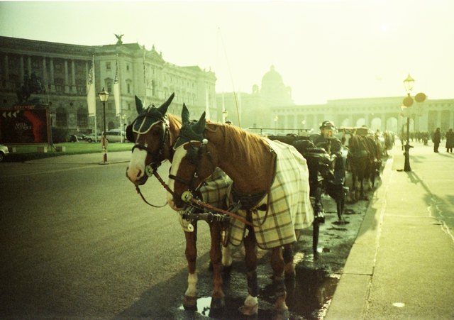 Wienerischer geht's ned (Fiakerpferde & Hofburg)