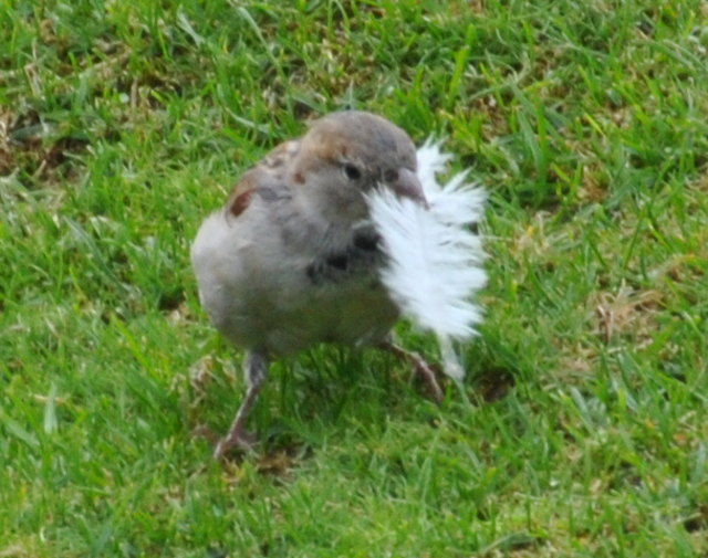 Wiens kleine Bewohner =)