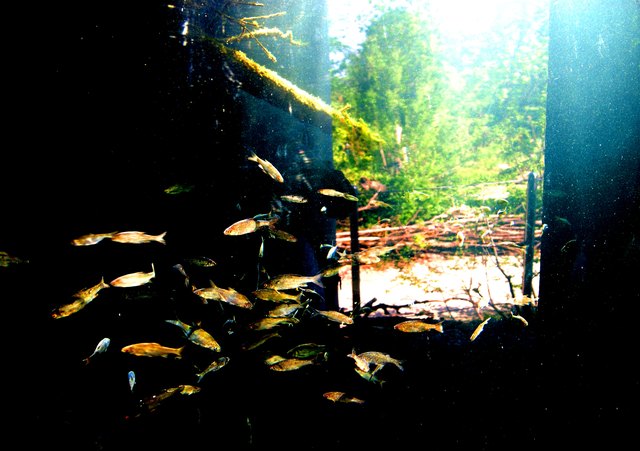 see-through-schönbrunn