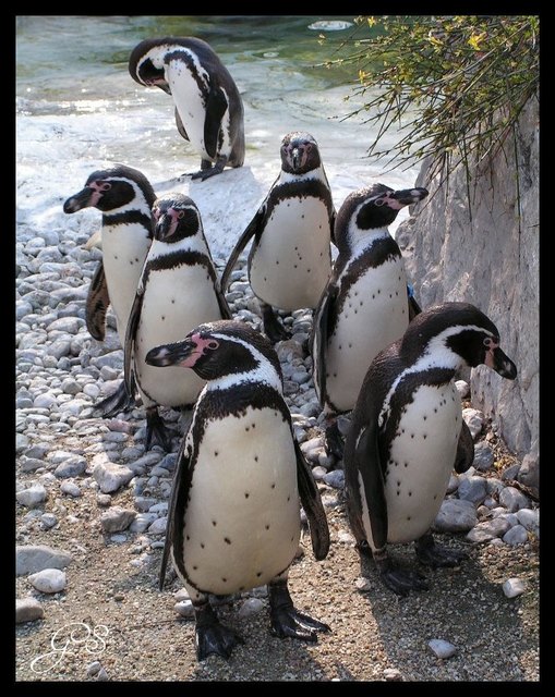 Aufmarsch im Tiergarten Schönbrunn