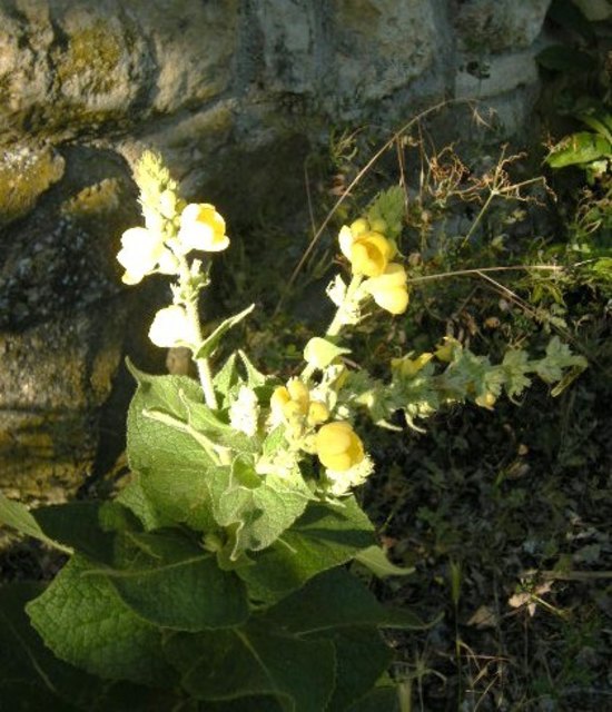 Blume in der Abendsonne