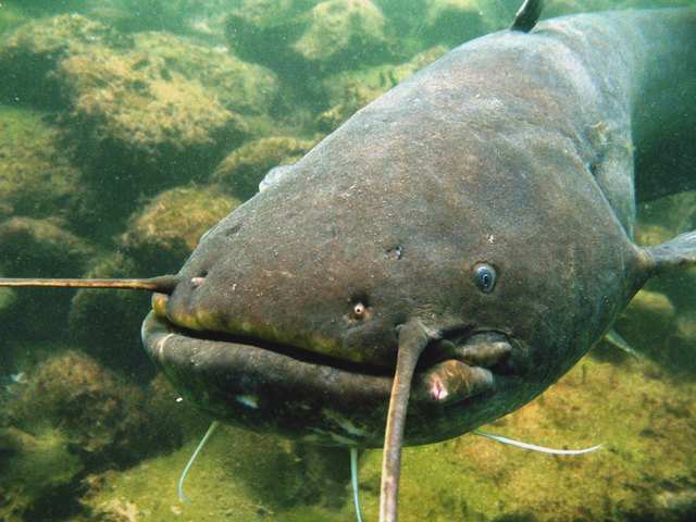 Tauchen in der Neuen Donau - Begegnung mit einem Wels