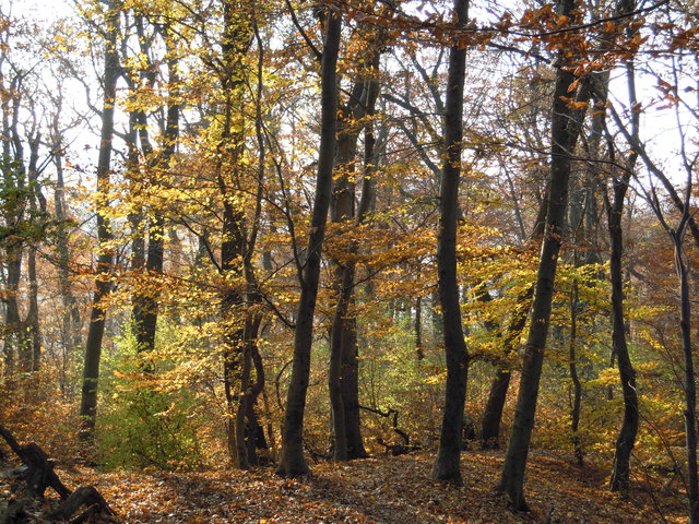 Wald in der Stadt, am Schafberg