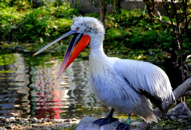 Grosse Klappe  ( Tiergarten Schönbrunn )
