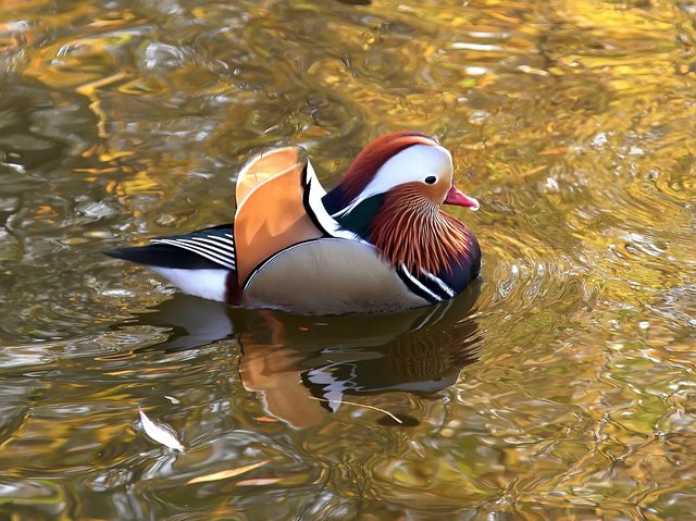 mandarinente im volkspark