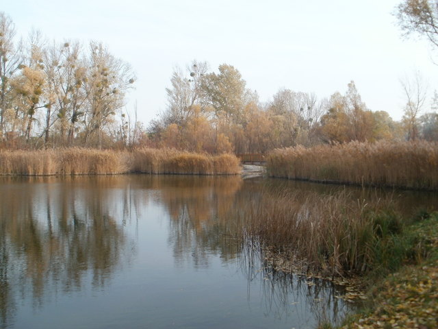 Mühlwasser in der herbstlichen Lobau