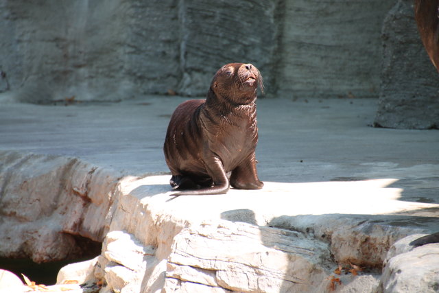 Diego - Robbe aus Schönbrunn