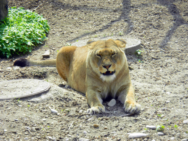Besucht mich im Tiergarten Schönbrunn