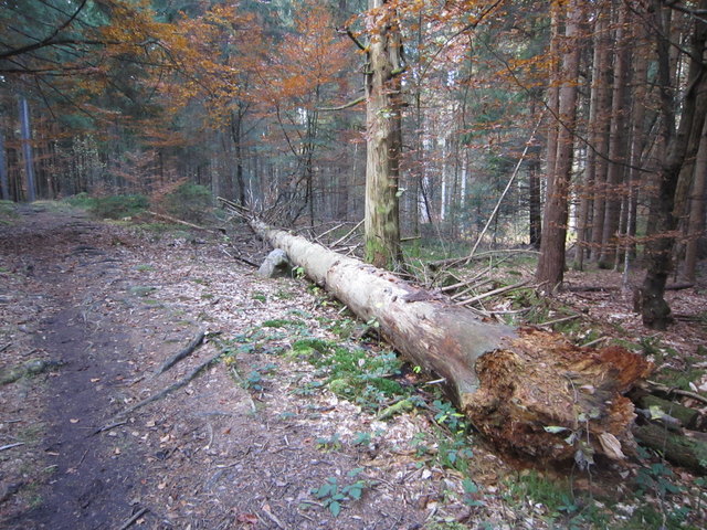 Verfault?