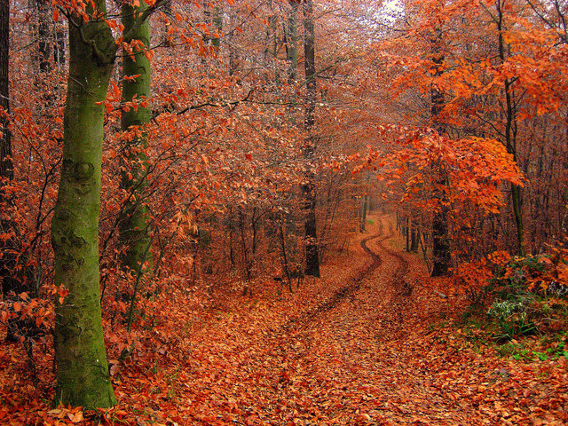 Herbst im Wienerwald