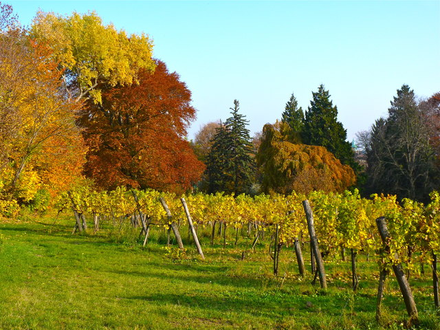 herbststimmung in grinzing