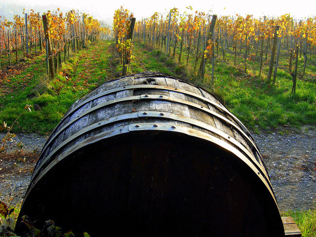 Weingarten am Wilhelminenberg in Ottakring