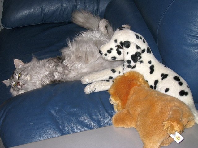 Alles Stofftiere ? | Foto: www.cid.leopoldstadt.net