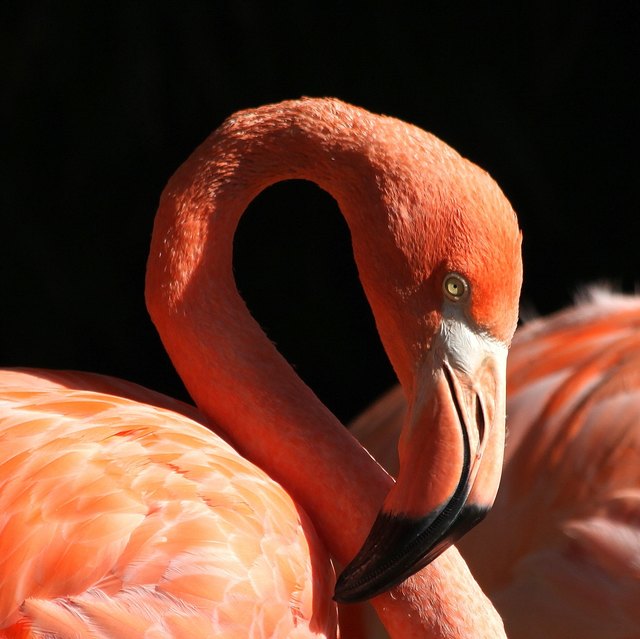 tiergarten schönbrunn