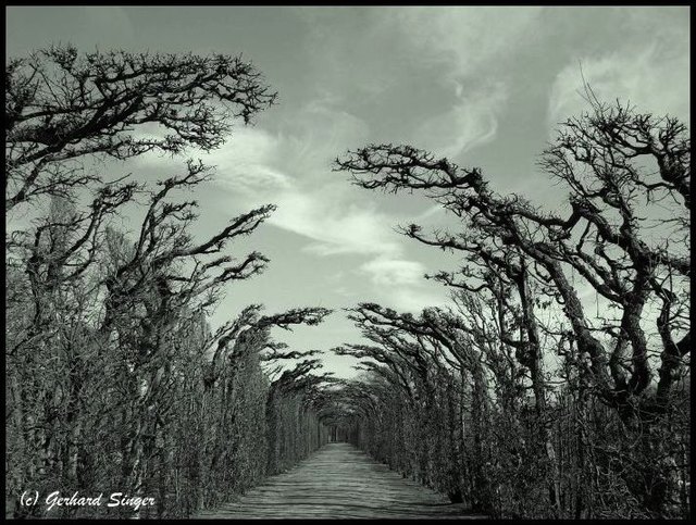 May Way       (Mein Weg)...Schönbrunn
