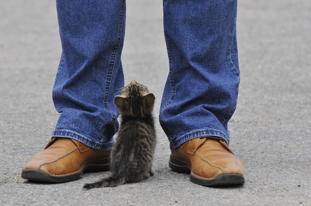 Wie groß müssen wir wohl für so kleine Katzen sein ?