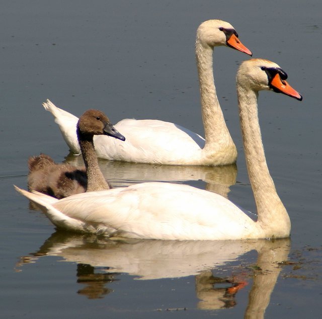 FAMILIE SCHWAN