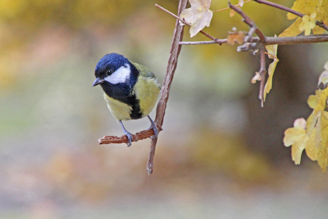 Schönbrunn – mein Lieblingsfutterplatz