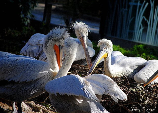 Diskussion im Tiergarten Schönbrunn